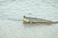 Portrait of a Gold Spotted Mud Skipper Royalty Free Stock Photo