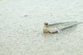 Portrait of a Gold Spotted Mud Skipper Royalty Free Stock Photo