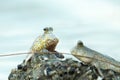 Portrait of a Gold Spotted Mud Skipper Royalty Free Stock Photo