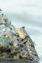Portrait of a Gold Spotted Mud Skipper Royalty Free Stock Photo