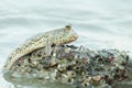 Portrait of a Gold Spotted Mud Skipper Royalty Free Stock Photo