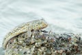 Portrait of a Gold Spotted Mud Skipper Royalty Free Stock Photo