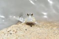 Portrait of a Gold Spotted Mud Skipper Royalty Free Stock Photo
