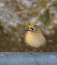 Portrait of a Goldcrest