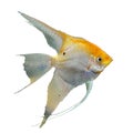 Portrait of the golden angel fish