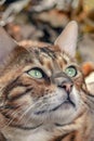 Portrait golden bengal cat, muzzle cat, close up