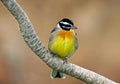 Golden-breasted buntingÃ¯Â¼ÅEmberiza flaviventris Royalty Free Stock Photo