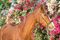 Portrait of golden - chestnut Marwari mare agaist flower background. India