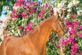 Portrait of golden - chestnut Marwari mare agaist flower background. India