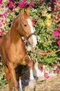 Portrait of golden - chestnut Marwari mare agaist flower background. India