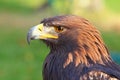 Portrait of a Golden Eagle Royalty Free Stock Photo
