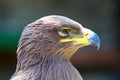 Portrait of a Golden Eagle (Aquila chrysaetos) Royalty Free Stock Photo