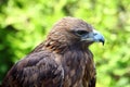 Portrait of a Golden Eagle (Aquila chrysaetos) Royalty Free Stock Photo