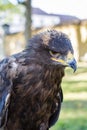 Portrait of golden eagle Aquila chrysaetos Royalty Free Stock Photo