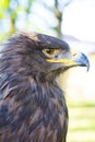 Portrait of golden eagle Aquila chrysaetos Royalty Free Stock Photo