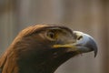 Portrait of Golden Eagle (Aquila chrysaetos Royalty Free Stock Photo