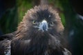 Portrait of Golden Eagle (Aquila chrysaetos Royalty Free Stock Photo