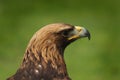 Portrait of Golden eagle, Aquila chrysaetos, isolated on green background. Close-up of majestic bird of prey with big beak. Royalty Free Stock Photo
