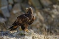 Portrait of golden eagle, Aquila chrysaetos, perched on rock. Majestic bird with sharp hooked beak in beautiful nature.