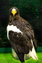 Portrait of a Golden Eagle Aquila chrysaetos Royalty Free Stock Photo