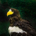 Portrait of a Golden Eagle Aquila chrysaetos Royalty Free Stock Photo