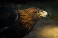 The portrait of golden eagle Aquila chrysaetos at sunset Royalty Free Stock Photo