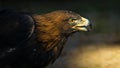 The portrait of golden eagle Aquila chrysaetos at sunset Royalty Free Stock Photo