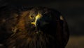 The portrait of golden eagle Aquila chrysaetos at sunset Royalty Free Stock Photo