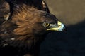 The portrait of golden eagle Aquila chrysaetos at sunset Royalty Free Stock Photo