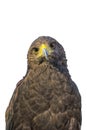 Portrait of golden eagle Aquila chrysaetos on a white background Royalty Free Stock Photo