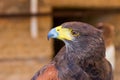 Portrait golden eagle Royalty Free Stock Photo