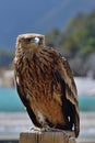 Portrait of a golden eagle