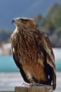 Portrait of a golden eagle