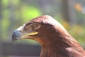 Portrait of a golden eagle