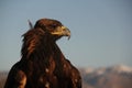Portrait of a golden eagle with a yellow beak during sunset with a blurry background Royalty Free Stock Photo
