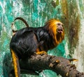 Portrait of a golden headed lion tamarin, beautiful tropical monkey from brazil, Endangered animal specie