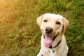 Portrait of golden labrador sitting on a green grass in the looking at camera. Walk the dog concept. Close up Royalty Free Stock Photo