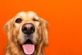 Handsome pure breed golden retriever is one eye closed dog on a orange studio background.Closeup.Copy space Royalty Free Stock Photo