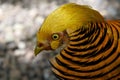 Portrait of Golden pheasant bird, One golden pheasant close up, wild golden pheasant in the nature close up, tropical colorful bir Royalty Free Stock Photo