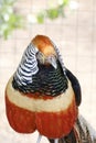 Portrait of a Golden Pheasant, part of animal in front view Royalty Free Stock Photo