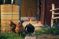 Portrait of golden phoenix cock with group of domestic hens feeding on the farm. Chickens with beautiful cock standing on the