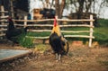 Portrait of golden phoenix cock with group of domestic hens feeding on the farm. Chickens with beautiful cock standing on the Royalty Free Stock Photo