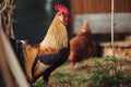 Portrait of golden phoenix cock with group of domestic hens feeding on the farm. Chickens with beautiful cock standing on the Royalty Free Stock Photo