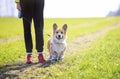 Golden a puppy a dog a Corgi in sneakers and a girl amicably walk on a spring green meadow on a morning jog on a Sunny Royalty Free Stock Photo