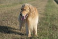 Portrait golden retriever dog on green grass on a summer day.