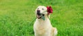 Golden Retriever dog holding flower rose in mouth in summer park Royalty Free Stock Photo