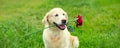 Golden Retriever dog holding flower rose in mouth in summer park Royalty Free Stock Photo