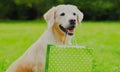 Portrait Golden Retriever dog holding green shopping bag in the teeth outdoors Royalty Free Stock Photo