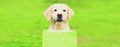 Portrait of Golden Retriever dog holding green shopping bag in the teeth outdoors Royalty Free Stock Photo