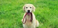 Golden Retriever dog holding leash in the mouth on the grass in summer park Royalty Free Stock Photo